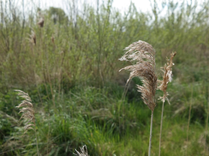 Zu Fuß, im Boot, per Rad… aktiv unterwegs in De Biesbosch